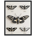 Dark Academia Moth Collector Framed Print Wall Art Ready to Hang UK Framed Art Print — detail view | Wild Thread Co