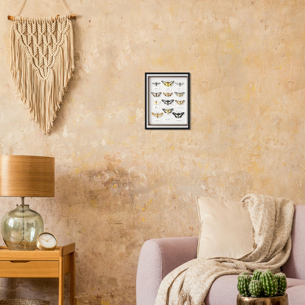 Moth Collector Specimen Case Framed Print Wall Art Ready to Hang UK Framed Art Print — detail view | Wild Thread Co