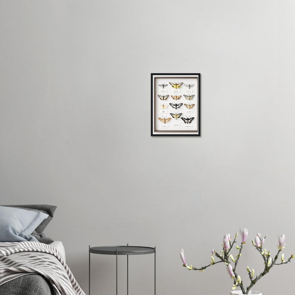 Moth Collector Specimen Case Framed Print Wall Art Ready to Hang UK Framed Art Print — detail view | Wild Thread Co