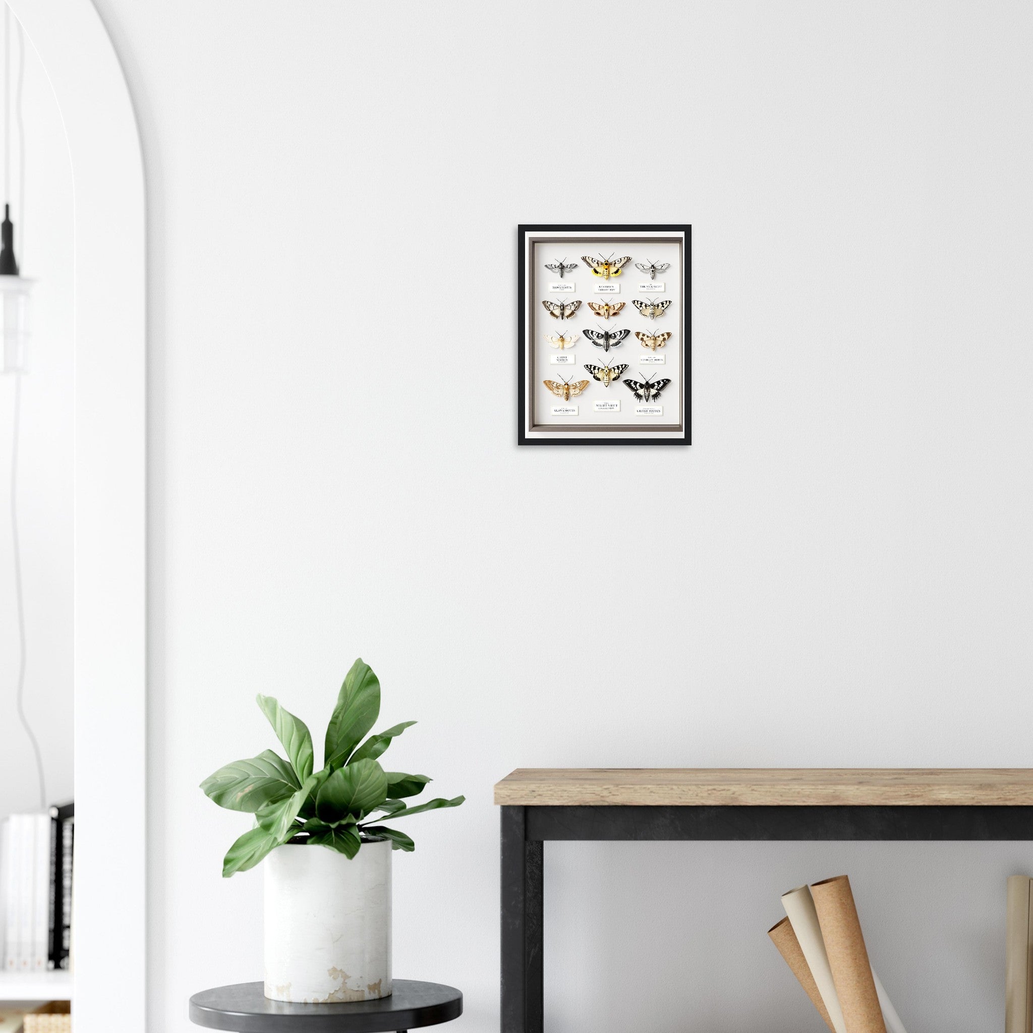 Moth Collector Specimen Case Framed Print Wall Art Ready to Hang UK Framed Art Print — detail view | Wild Thread Co