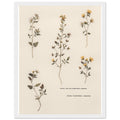 Victorian Pressed Wildflowers Framed Print Wall Art Ready to Hang UK UK Gift Framed Art Print — detail view | Wild Thread Co
