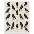 Murder Of Crows Natural History Plate Framed Print Wall Art Ready to Hang UK Framed Art Print — detail view | Wild Thread Co