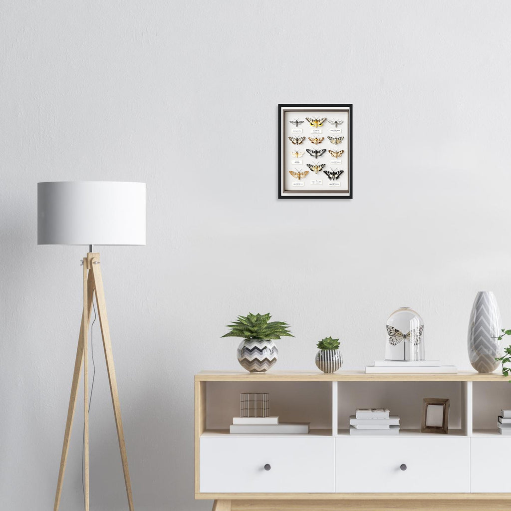 Moth Collector Specimen Case Framed Print Wall Art Ready to Hang UK Framed Art Print — detail view | Wild Thread Co