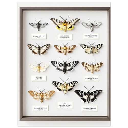 British Moth Specimen Case A1 Art Wall Art UK Art Art Print Art Print — detail view | Wild Thread Co