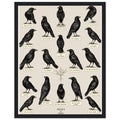Murder Of Crows Natural History Plate Wall Art Ready to Hang UK — Framed Art Print | Wild Thread Co UK
