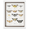 Moth Collector Specimen Case Framed Print Wall Art Ready to Hang UK Framed Art Print — detail view | Wild Thread Co